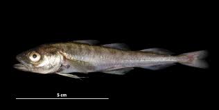 Image result for Boreogadus saida