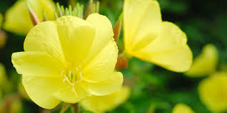 Image result for Nachtkerze