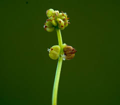 Attēlu rezultāti vaicājumam “Hydrocotyle vulgaris fruit”
