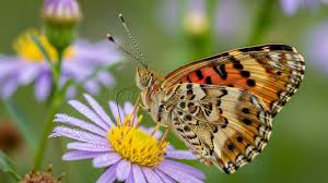 Attēlu rezultāti vaicājumam “Vanessa cardui upperside”