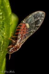 Attēlu rezultāti vaicājumam “Trioza dispar”