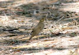 Image result for Catharus ustulatus