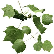 Attēlu rezultāti vaicājumam “Liriodendron tulipifera leaf”