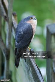 Attēlu rezultāti vaicājumam “Accipiter nisus male”