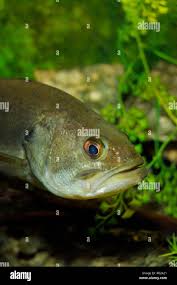 Image result for Micropterus salmoides