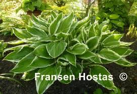 Image result for Hosta fortunei albomarginata