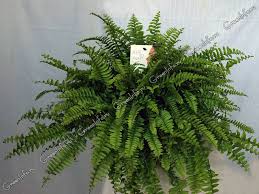 Image result for НЕФРОЛЕПИС (Nephrolepis