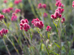 Attēlu rezultāti vaicājumam “Antennaria dioica fruit”