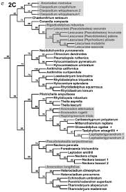 Attēlu rezultāti vaicājumam “Antitrichia curtipendula sporophyte”