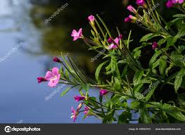 Attēlu rezultāti vaicājumam “Epilobium hirsutum”
