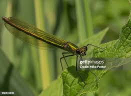 Attēlu rezultāti vaicājumam “Calopteryx virgo female”