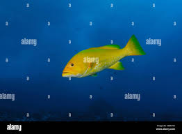 Image result for Mycteroperca olfax