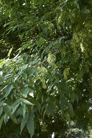 Attēlu rezultāti vaicājumam “Fraxinus pennsylvanica fruit”