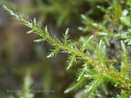 Attēlu rezultāti vaicājumam “Cratoneuron filicinum”