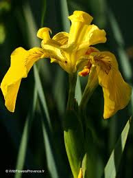Attēlu rezultāti vaicājumam “Iris pseudacorus flower”