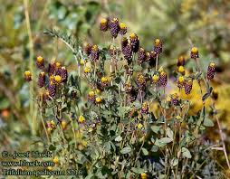 Attēlu rezultāti vaicājumam “Trifolium spadiceum flower”