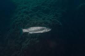 Image result for Chelon labrosus