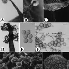 Attēlu rezultāti vaicājumam “Diderma deplanatum”