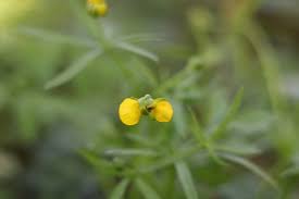 Attēlu rezultāti vaicājumam “Ranunculus auricomus leaf”