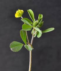 Attēlu rezultāti vaicājumam “Trifolium dubium”