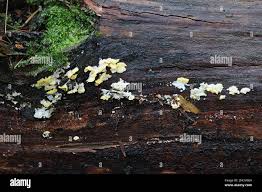 Attēlu rezultāti vaicājumam “Flaviporus citrinellus”