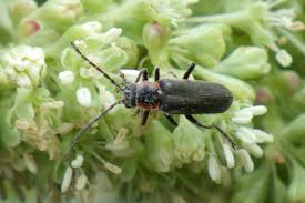 Attēlu rezultāti vaicājumam “Cantharis obscura”