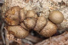 Attēlu rezultāti vaicājumam “Lycogala cf. convexum”