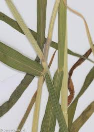 Attēlu rezultāti vaicājumam “Holcus lanatus  fruit”