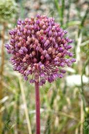 Attēlu rezultāti vaicājumam “Allium sativum”