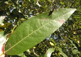 Attēlu rezultāti vaicājumam “Salix myrtilloides”