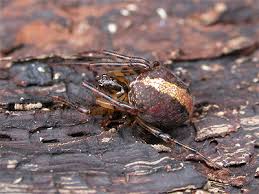 Attēlu rezultāti vaicājumam “Metellina merianae”