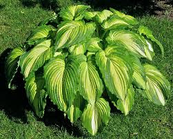 Image result for Hosta Warpaint