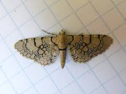 Attēlu rezultāti vaicājumam “Eupithecia venosata”