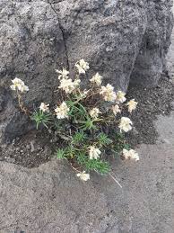 Attēlu rezultāti vaicājumam “Diderma montanum”