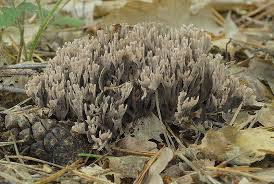 Attēlu rezultāti vaicājumam “Thelephora palmata”