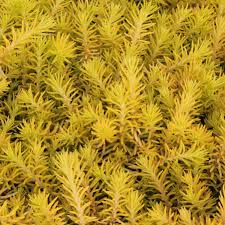 Attēlu rezultāti vaicājumam “Sedum rupestre”