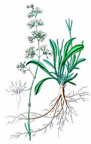 Attēlu rezultāti vaicājumam “Silene otites fruit”