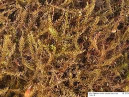 Attēlu rezultāti vaicājumam “Hygroamblystegium varium”