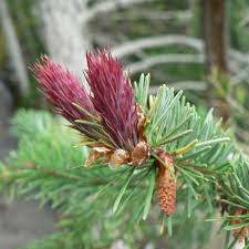 Attēlu rezultāti vaicājumam “Pseudotsuga menziesii”