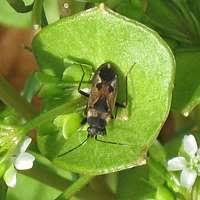 Image result for Rhyparochromus