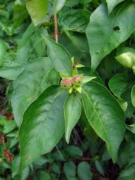 Attēlu rezultāti vaicājumam “Lonicera ferdinandii”