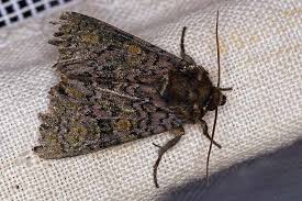 Attēlu rezultāti vaicājumam “Craniophora ligustri imago”