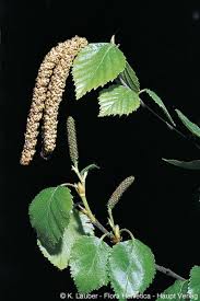 Attēlu rezultāti vaicājumam “Betula humilis fruit”