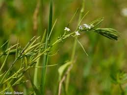 Attēlu rezultāti vaicājumam “Thesium alpinum”