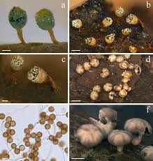 Attēlu rezultāti vaicājumam “Craterium leucocephalum”