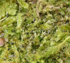 Attēlu rezultāti vaicājumam “Lophocolea”