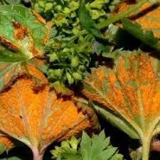 Attēlu rezultāti vaicājumam “Trachyspora intrusa”