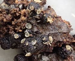 Attēlu rezultāti vaicājumam “Hyalorbilia inflatula”