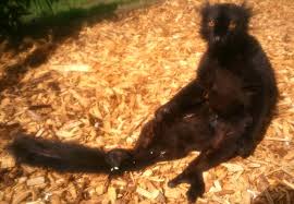 Attēlu rezultāti vaicājumam “Lycogala asperum”