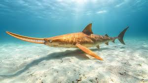 Image result for Pristis pristis